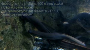 речной угорь