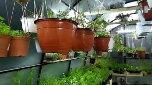 Черенкую остики и пеларгонию. Работа в зимней теплице.