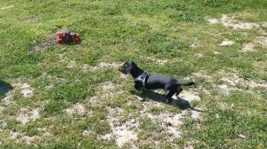 Удачная охота таксы! Такса в Мерсине.