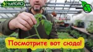 НЕОБЫЧНАЯ ПОСАДКА ТОМАТА, О КОТОРОЙ ВЫ ЕЩЕ НЕ ЗНАЛИ! Видео с браком.