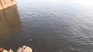 Пробная рыбалка на ельца наживка червяк опарыш 10 мая 2018 Рыбалка река енисей перестраиваем снаст