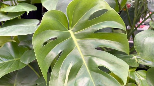 Plant shopping @ Rona смотреть онлайн