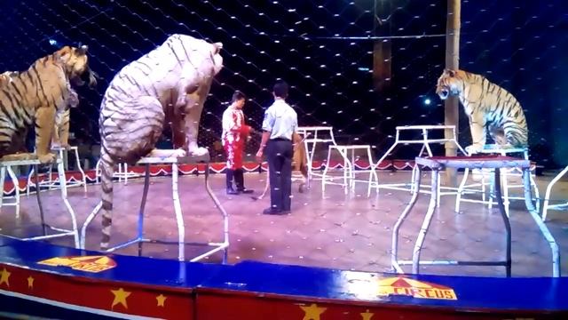 Sirkus Moscow di Bandar Lampung смотреть онлайн