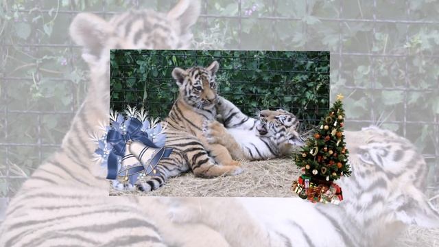 ТИГРИНЫЙ ГОД мохнатой лапой ступает на порог!??? С НОВЫМ ГОДОМ!??? смотреть онлайн