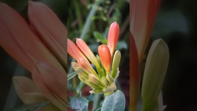 Bush Lily  #shortvideo #bushlily #dantesgarden