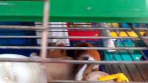 "Птичий" рынок на Куреневке.