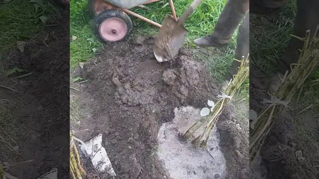 Малина.Как правильно посадить малину осенью.Сибирь 2020.Сентябрь смотреть онлайн