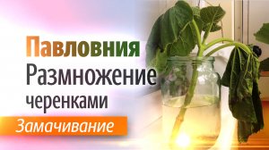 Павловния размножение черенками.