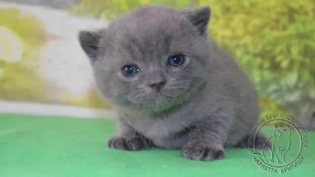 Милые котята, Британские голубые плюшевые котята.