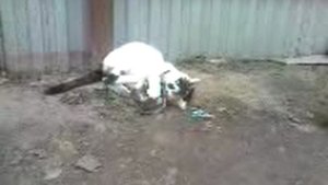 бои без правил