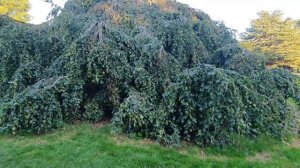 Amazing Tree in Hyde Park London || Visit Hyde Park London-UK