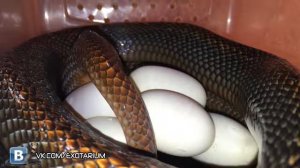 Змея откладывает яйца. Snake laying eggs
