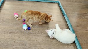 Игровая площадка для милых котят. Котята счастливы.
