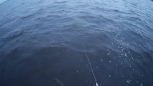 Ловля судака на Чебоксарском водохранилище,
