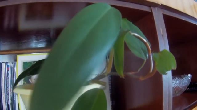 Обзор. Как  выглядят комнатные цветы в декабре🎄🌺🌺🌿🌿🌺