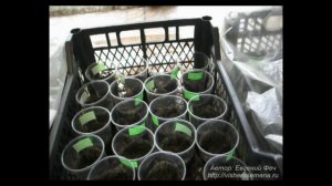 Выращивание рассады помидоров (1