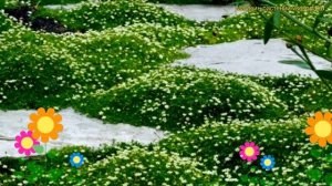 Мшанка шиловидная Сеньер. Краткий обзор, описание характеристик sagina subulata Senior