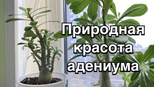 Не только гены виноваты, а сам красавцем уродился! Бывают исключения из правил. 4 мая 2024 г.