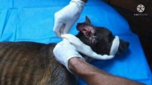 Покалеченного пса заживо съедали паразиты. Но нашелся тот кто не смог пройти мимо, вот каким он ста