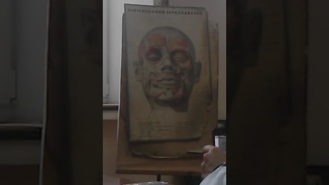 Анатомия. Мышцы головы. Мимические мышцы (мышцы лица). Мышцы свода черепа.