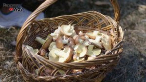 НЕ ВЫБРАСЫВАЙТЕ! Как использовать грибные очистки, грибной компост и отработанный мицелий