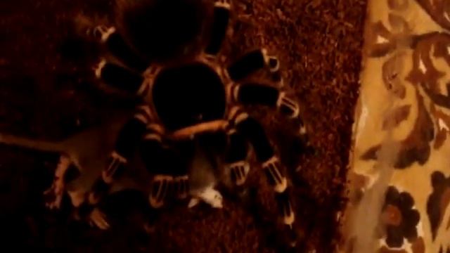 A. Geniculata ужинает крысой смотреть онлайн