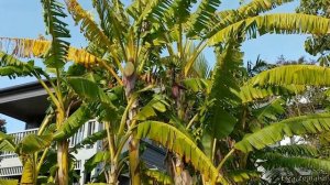 Как растут и созревают бананы у нас в саду/How bananas grow in the garden