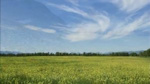 Окружающий мир Луг - природное сообщество