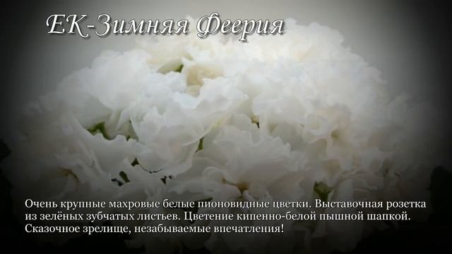 Фиалки КОРШУНОВОЙ Елены. НОВИНКИ 2018. Часть 1. смотреть онлайн