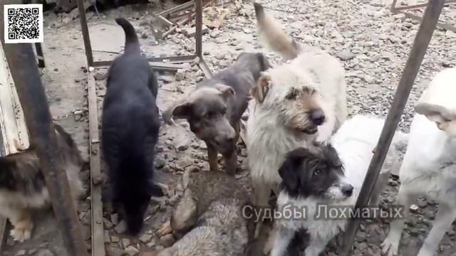 ЧУДЕСА творят не БОГИ, а наши ДРУЗЬЯ из Petshop.ru!!! Пришли и подарили приюту праздник!