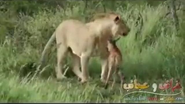 Лвица защищает антилопу. Трогательно. Львица не убила антилопу. смотреть онлайн