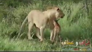 Лвица защищает антилопу. Трогательно. Львица не убила антилопу.