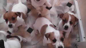 Щенки Джек Рассел терьера