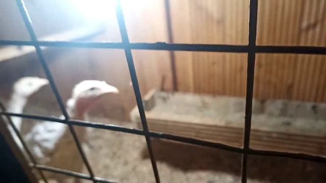 а в доме ТЕПЛИЦА ВЫ МОЖЕТЕ ПРЕДСТАВИТЬ!😱😱😱😱😱😱👍👍👍👍 смотреть онлайн