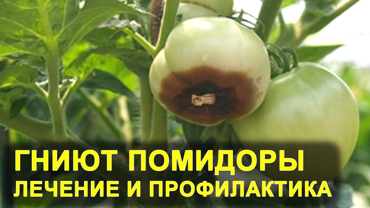 Гниют помидоры, вершинная гниль. Лечение томатов. Чем подкормить и опрыскать помидоры