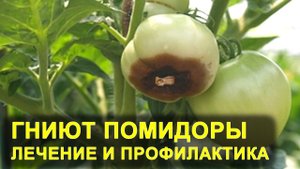 Гниют помидоры, вершинная гниль. Лечение томатов. Чем подкормить и опрыскать помидоры