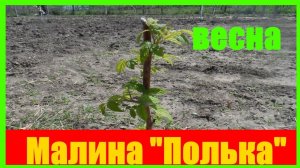 Малина "Полька"|| малина сорт || малина полька видео || малина полана урожайность ||