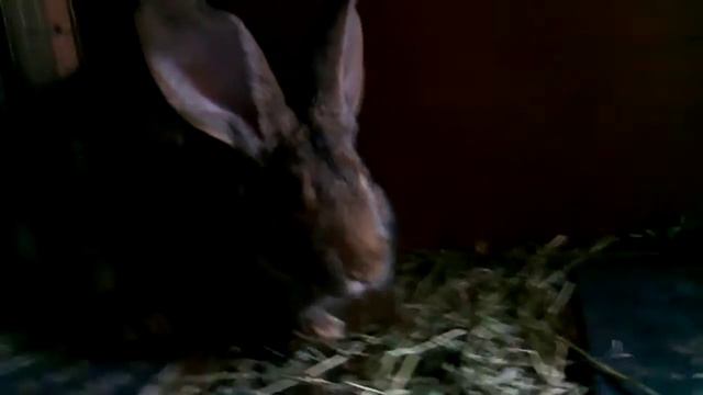 агрессивный кролик :D и смешной ! смотреть онлайн