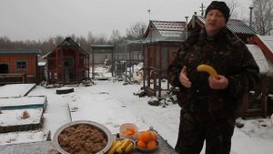 Банановая, и апельсиновая кожура  для кур несушек.