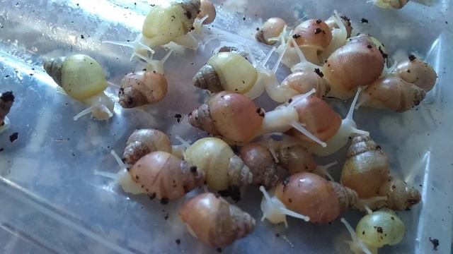 Как ухаживать за маленькими улитками?