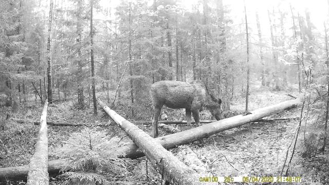 Лосиха(moose cow) исследует лес и находит солонец смотреть онлайн