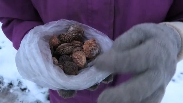 7 12 2020г высаживаю косточковые дача под Архангельском смотреть онлайн