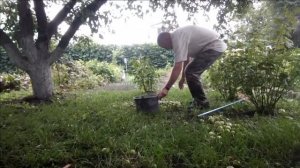 #яблоки #падалицы .  Яблоки  падалицы , утилизация. Что делать с опадом яблок.