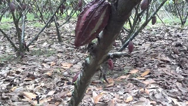 MONILIA EN CACAO смотреть онлайн