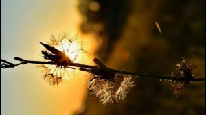 ШАМСИ ТАБРЕЗИ, Лоик. Бедор шав вакти сахар شمسی تبریزی