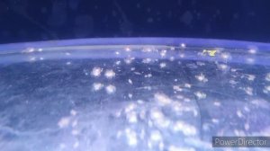 Нерест Скалярии и как инкубировать икру, получить малька.