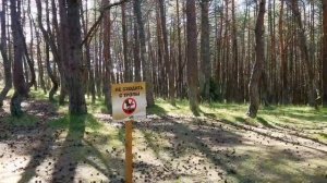 Танцующий лес-национальный парк на Куршской косе