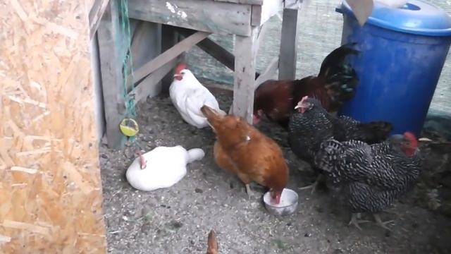 ОЧЕНЬ КРУПНЫЕ ЯЙЦА У МИНИ-ЛЕГГОРНОВ