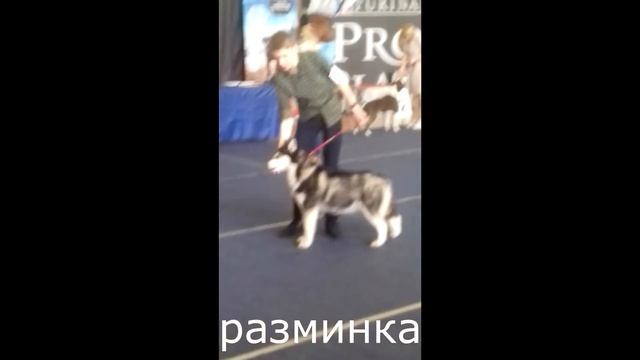 выставка собак 28.01.2018 смотреть онлайн