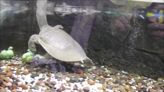 Дальневосточная мягкотелая черепаха китайский трионикс смотреть онлайн